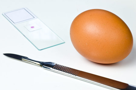 Examination of eggs