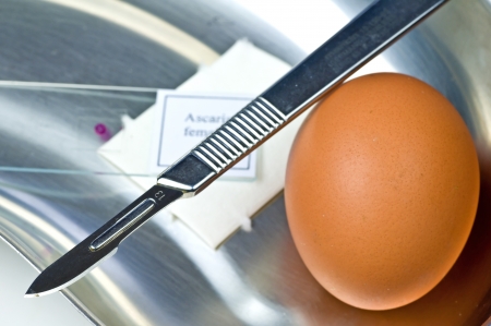 Examination of eggsの写真素材