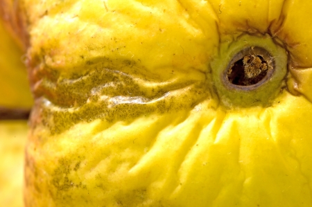apple with worm holeの写真素材