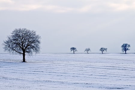  tree in snowの写真素材