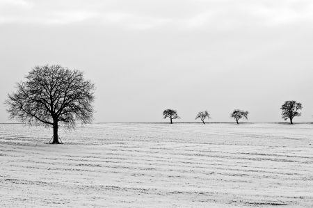  tree in snowの写真素材
