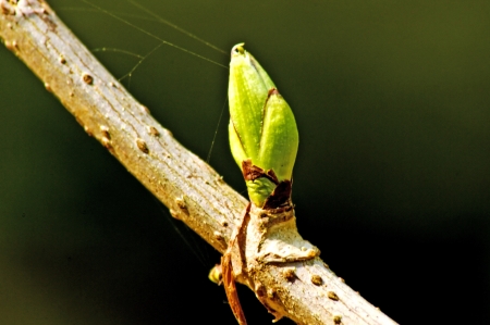 Tree budの写真素材