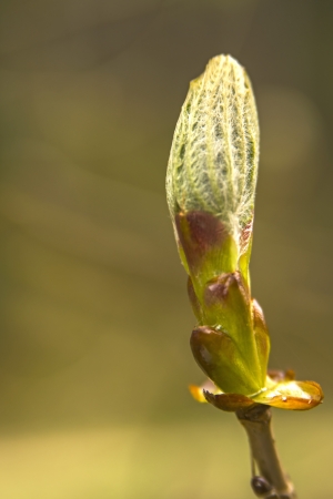 maple bud in springの写真素材