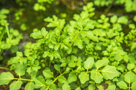 water cress, Nasturtium officinaleの写真素材