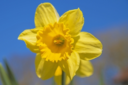 daffodil の写真素材