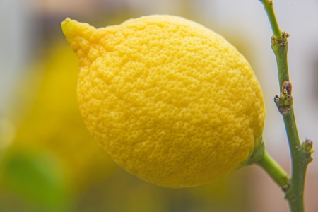 citron at a treeの写真素材