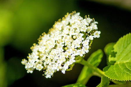guelder rose, Viburnum opulusの写真素材