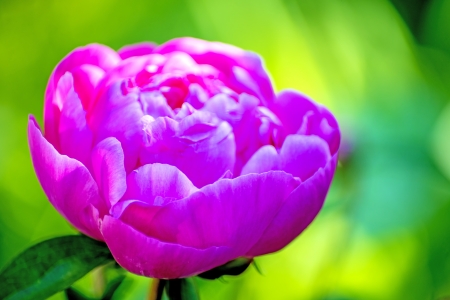 peonyの写真素材