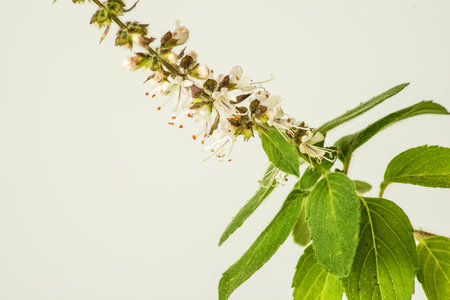 Holy basil
