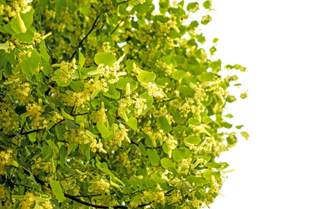 lime-tree blossom