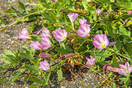 hedge bindweed on a road