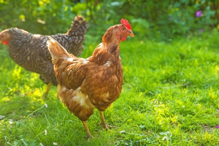 chicken in meadowの写真素材