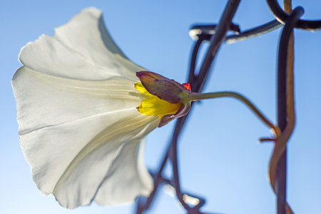 hedge-bindweed blooming 