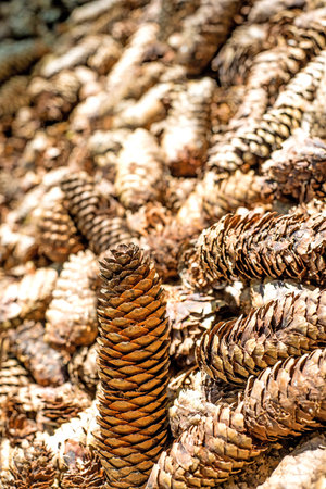 spruce cones of a barefoot track