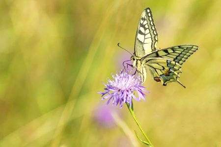 swallowtail butterfly, Papilio machaonの写真素材