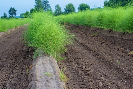 field of asparagusの写真素材