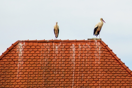 storks on a roofの写真素材