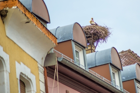 stork in a nestの写真素材
