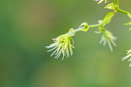 hops blossom