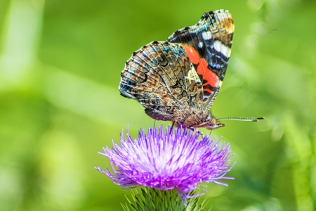 Red admiral, Vanessa atalantaの写真素材