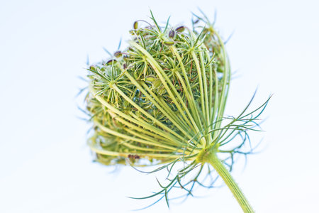 wild carrot bloomの写真素材