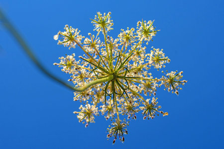 wild carrot bloom