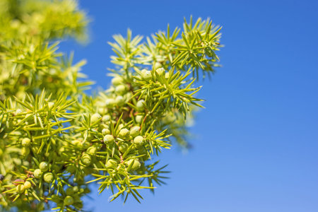 juniper berries