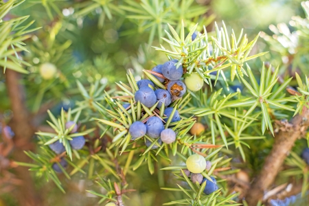 juniper berriesの写真素材