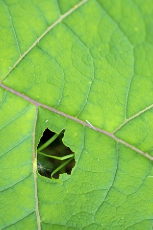closeup of a burdock leaf の写真素材