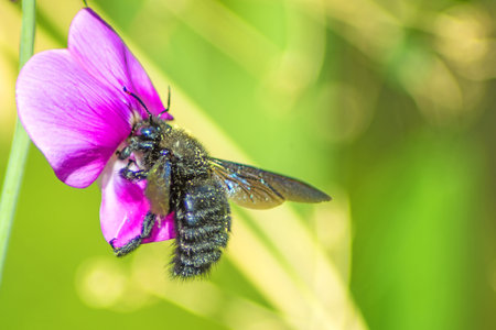 Carpenter bee, Xylocopa violocea, on vetchの写真素材