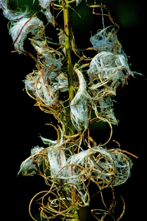 rosebay willow-herb, Epilobium angiustifoliumの写真素材