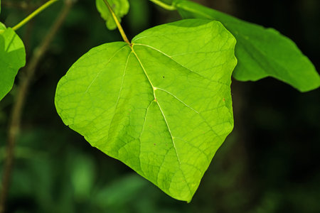 chinese medicine tree Catalpa
