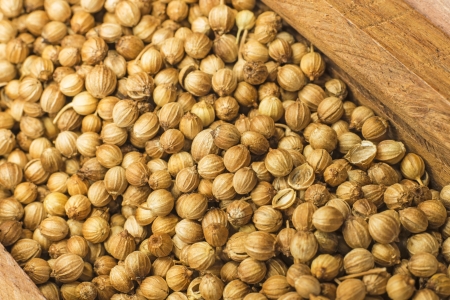 corianderの写真素材