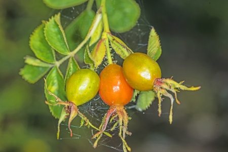 rose hips の写真素材