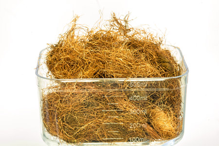 Maize beard teaの写真素材