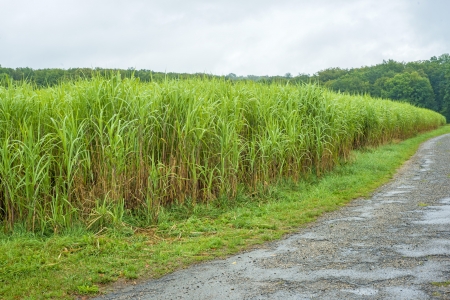  switch grass, Miscanthusの写真素材