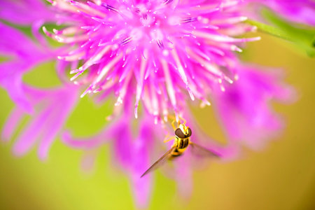 knapweed bloomの写真素材
