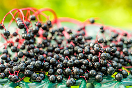 elder berries