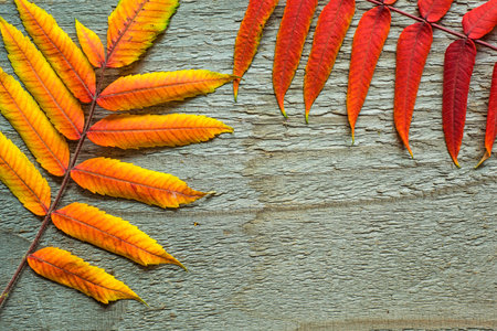 Autumnal leaves