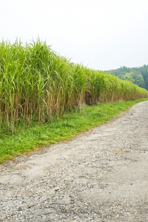 switch grassの写真素材