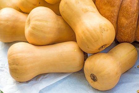  squash Butternutの写真素材