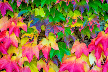 autumnal painted leavesの写真素材