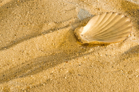 Scallop at a beach