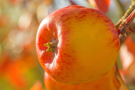 apple in warm evening sunの写真素材