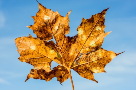 old maple leaf with cracks and holes on a blue skyの写真素材