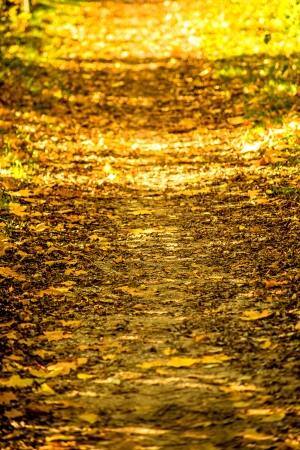 autumnal painted leaves in evening sun on a wayの写真素材