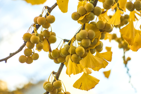 Ginkgo leaves and fruits in autumnal colorの写真素材