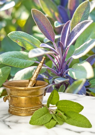 sage, Salvia officinalisの写真素材