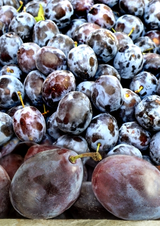 damson の写真素材