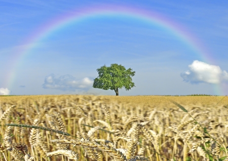 Cereal field with tree and rainbowの写真素材